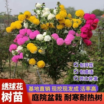 【四季开花木绣球花】室内盆栽花卉绿植物庭院花树耐寒南北方