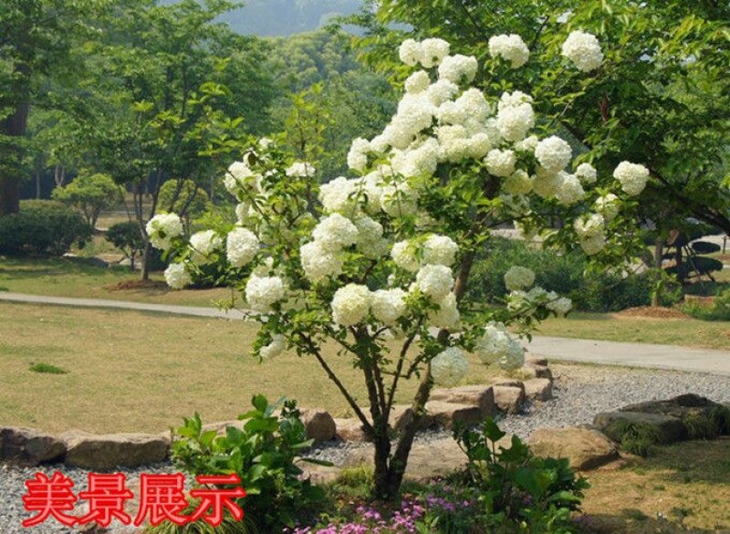 【四季开花木绣球花】室内盆栽花卉绿植物庭院花树耐寒南北方