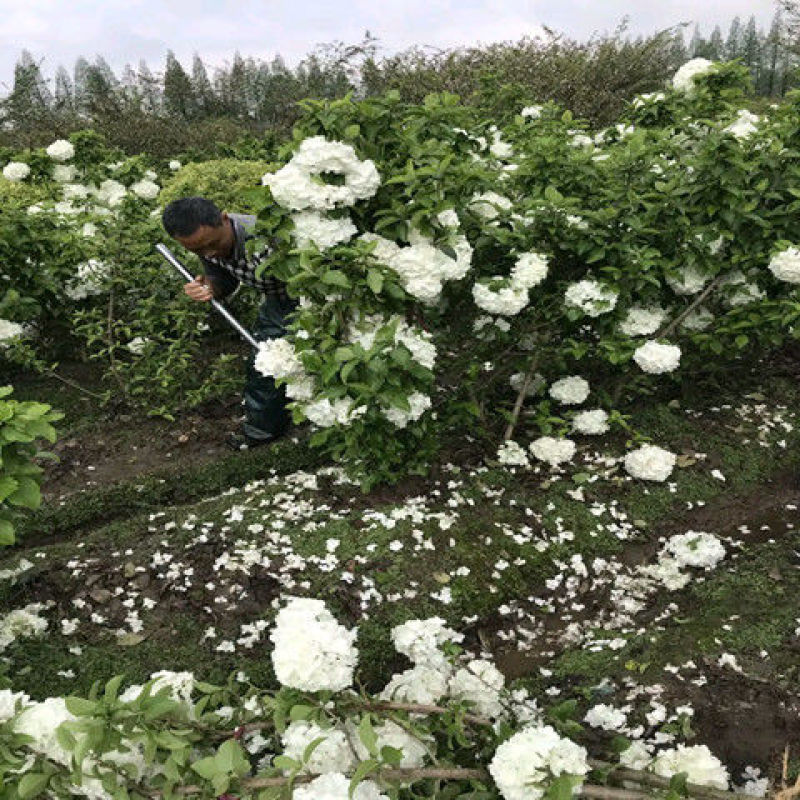 【四季开花木绣球花】室内盆栽花卉绿植物庭院花树耐寒南北方