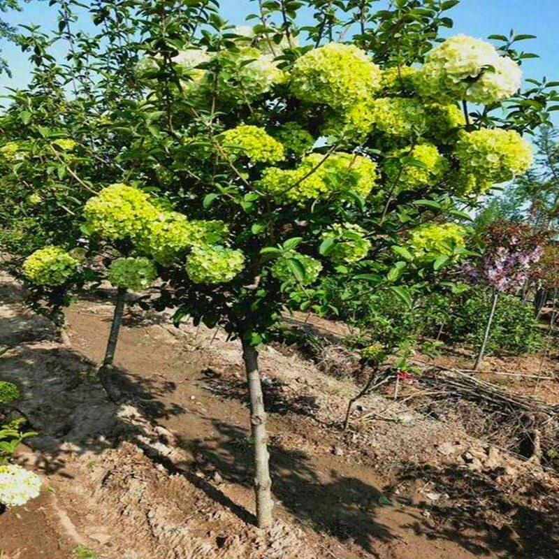 【四季开花木绣球花】室内盆栽花卉绿植物庭院花树耐寒南北方