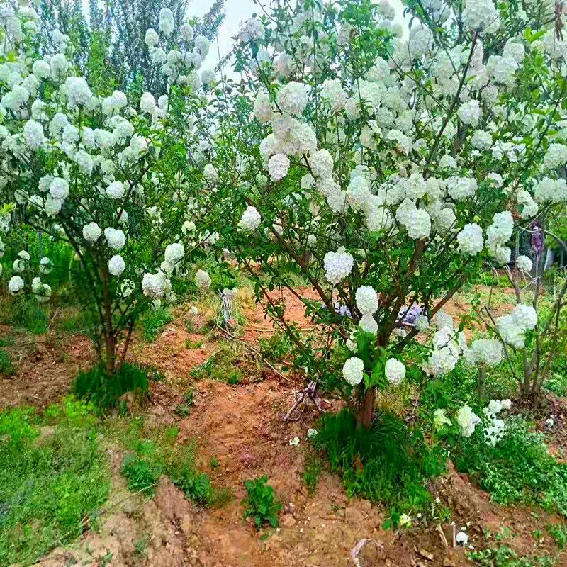 【四季开花木绣球花】室内盆栽花卉绿植物庭院花树耐寒南北方