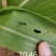 圣丰横扫5%阿维菌素水稻玉米蔬菜果树棉铃虫钻心虫杀虫剂