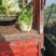 #白菜#四川大白菜大量上市了，欢迎全国老板前来实地考察