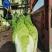 #白菜#四川大白菜大量上市了，欢迎全国老板前来实地考察