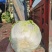 #白菜#四川大白菜大量上市了，欢迎全国老板前来实地考察
