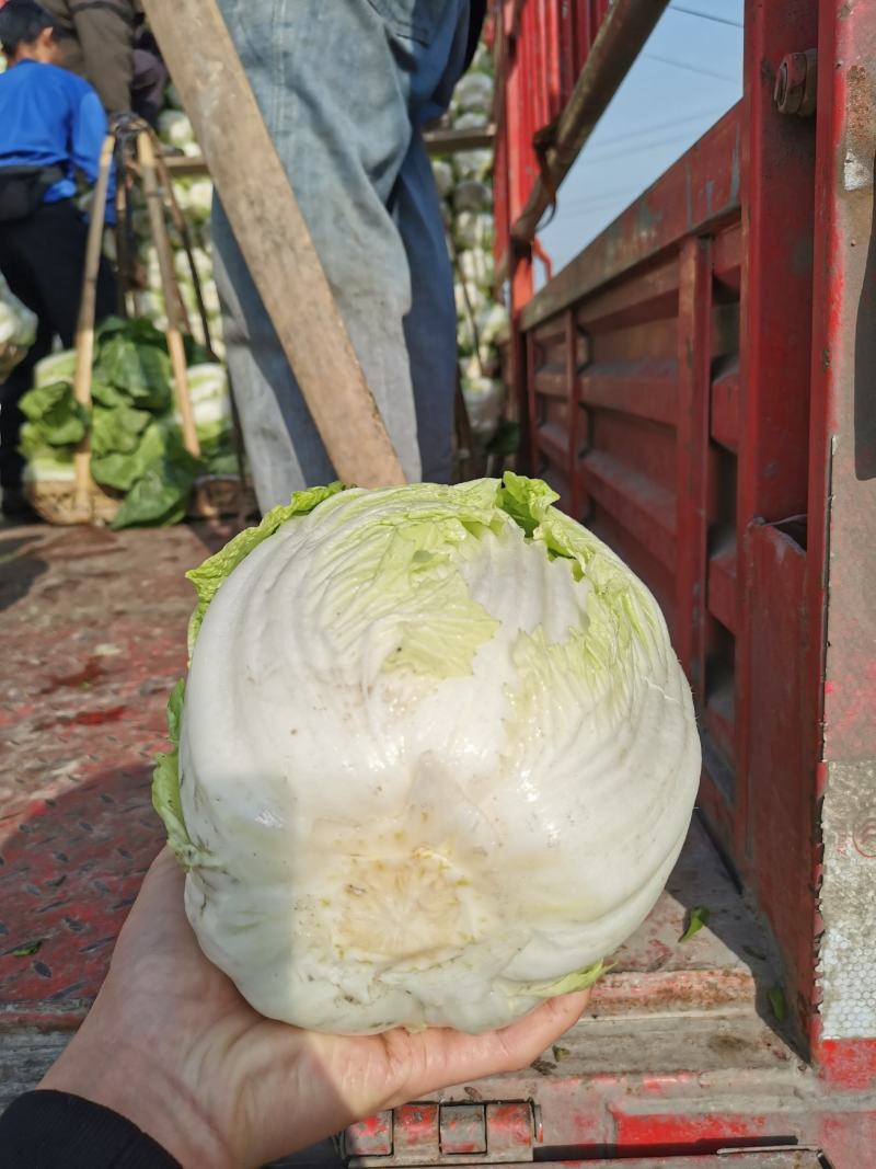 #白菜#四川大白菜大量上市了，欢迎全国老板前来实地考察