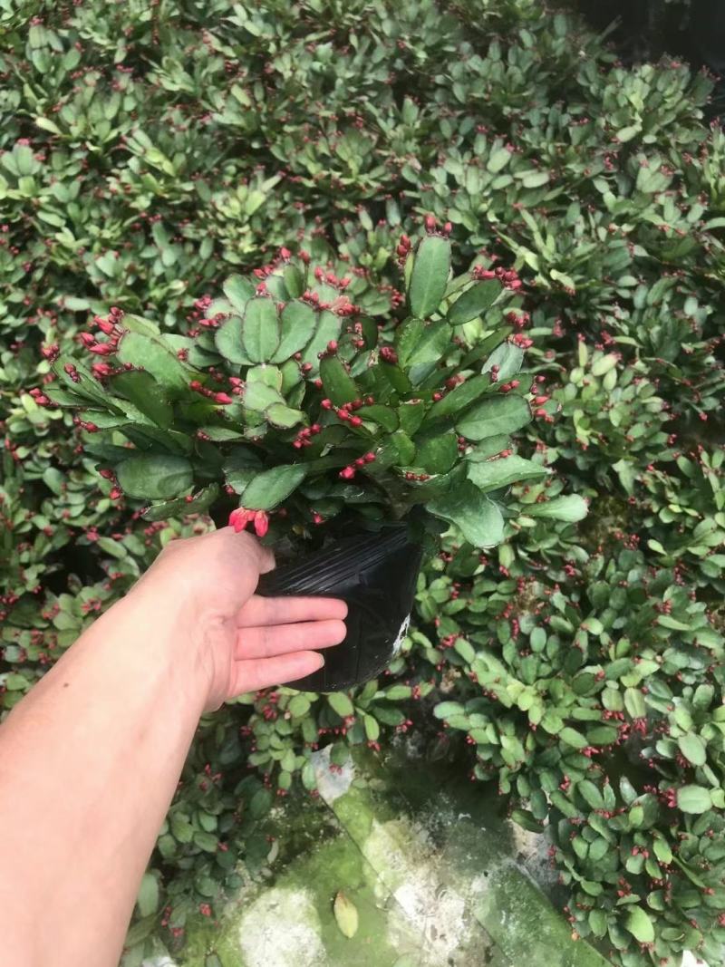 蟹爪兰仙人指三月红假昙花