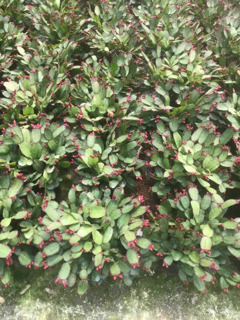 蟹爪兰仙人指三月红假昙花