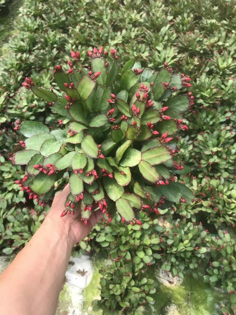 蟹爪兰仙人指三月红假昙花