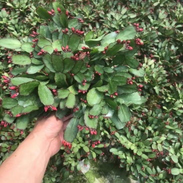 蟹爪兰仙人指三月红假昙花