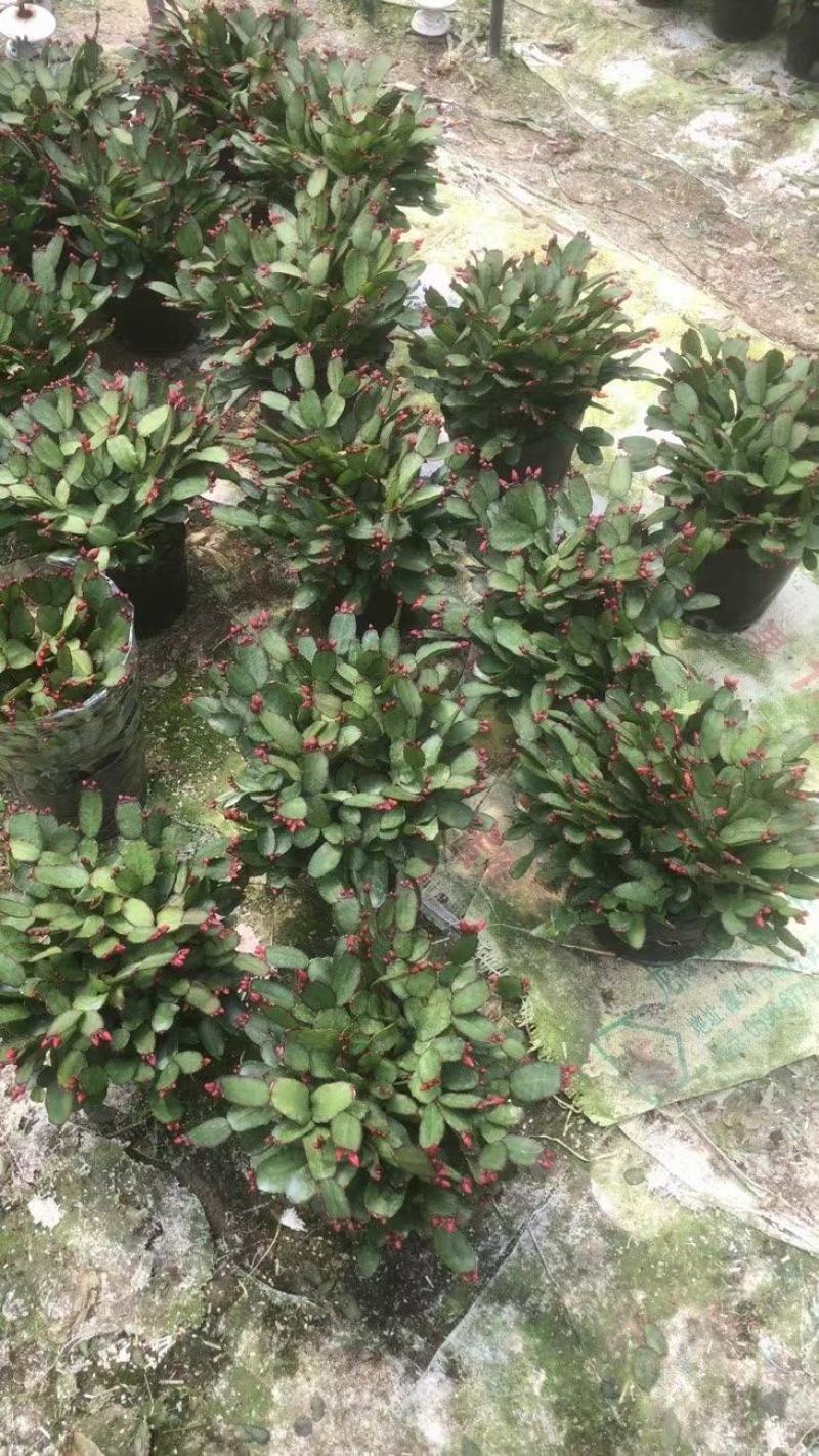 蟹爪兰仙人指三月红假昙花