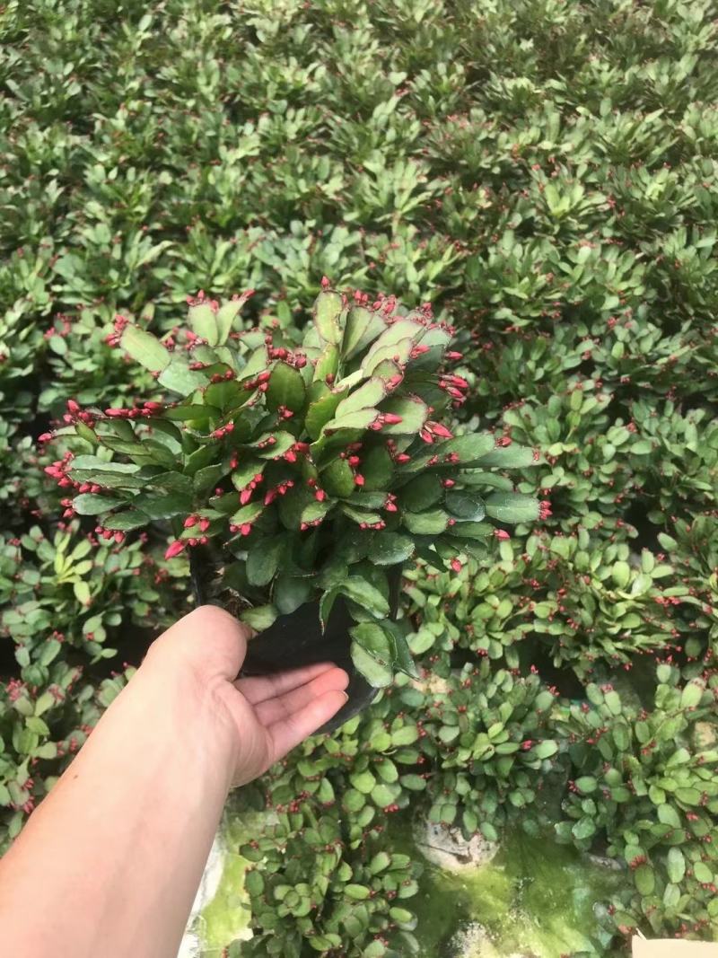 蟹爪兰仙人指三月红假昙花