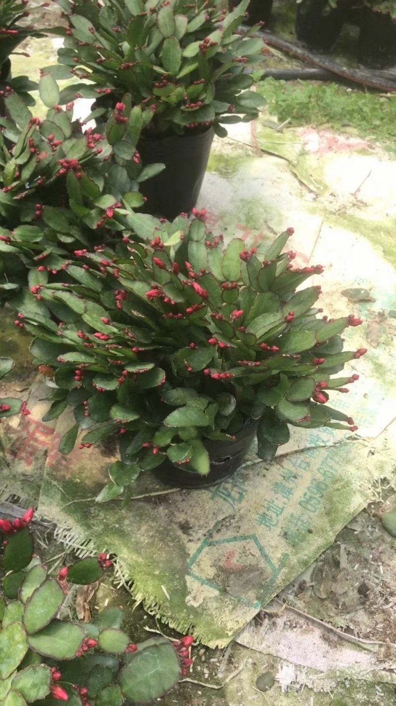 蟹爪兰仙人指三月红假昙花