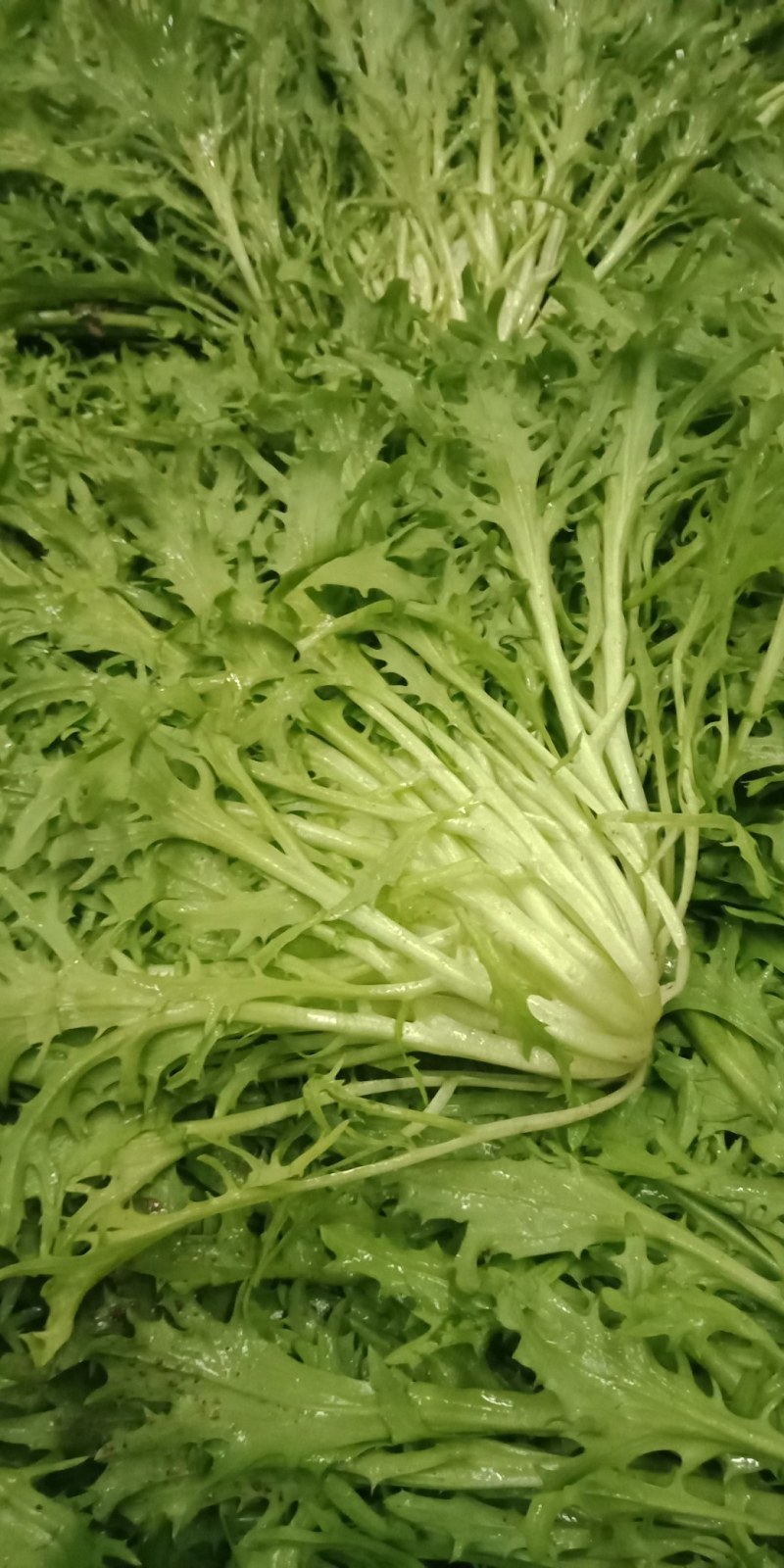 河北永年苦菊大量上市中，可供大型批发市场