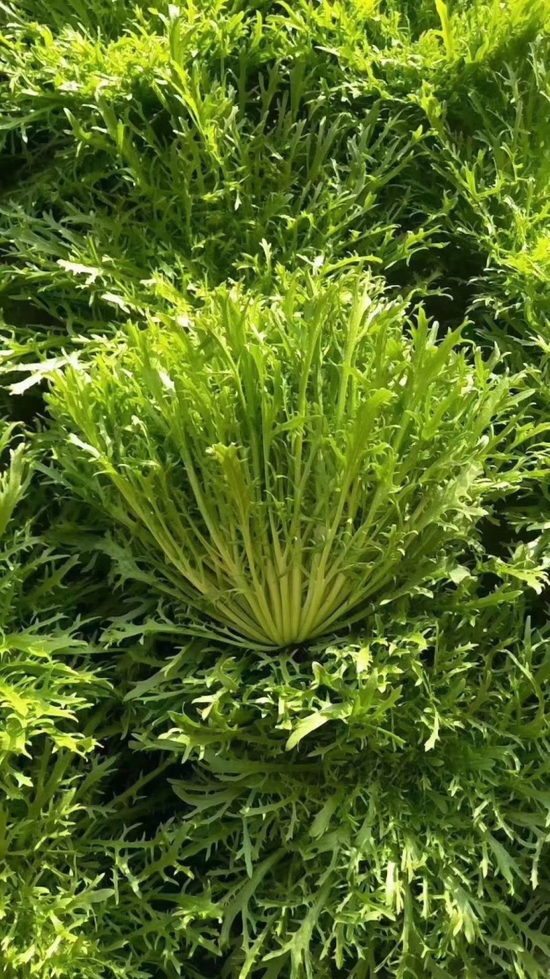 河北永年苦菊大量上市中，可供大型批发市场