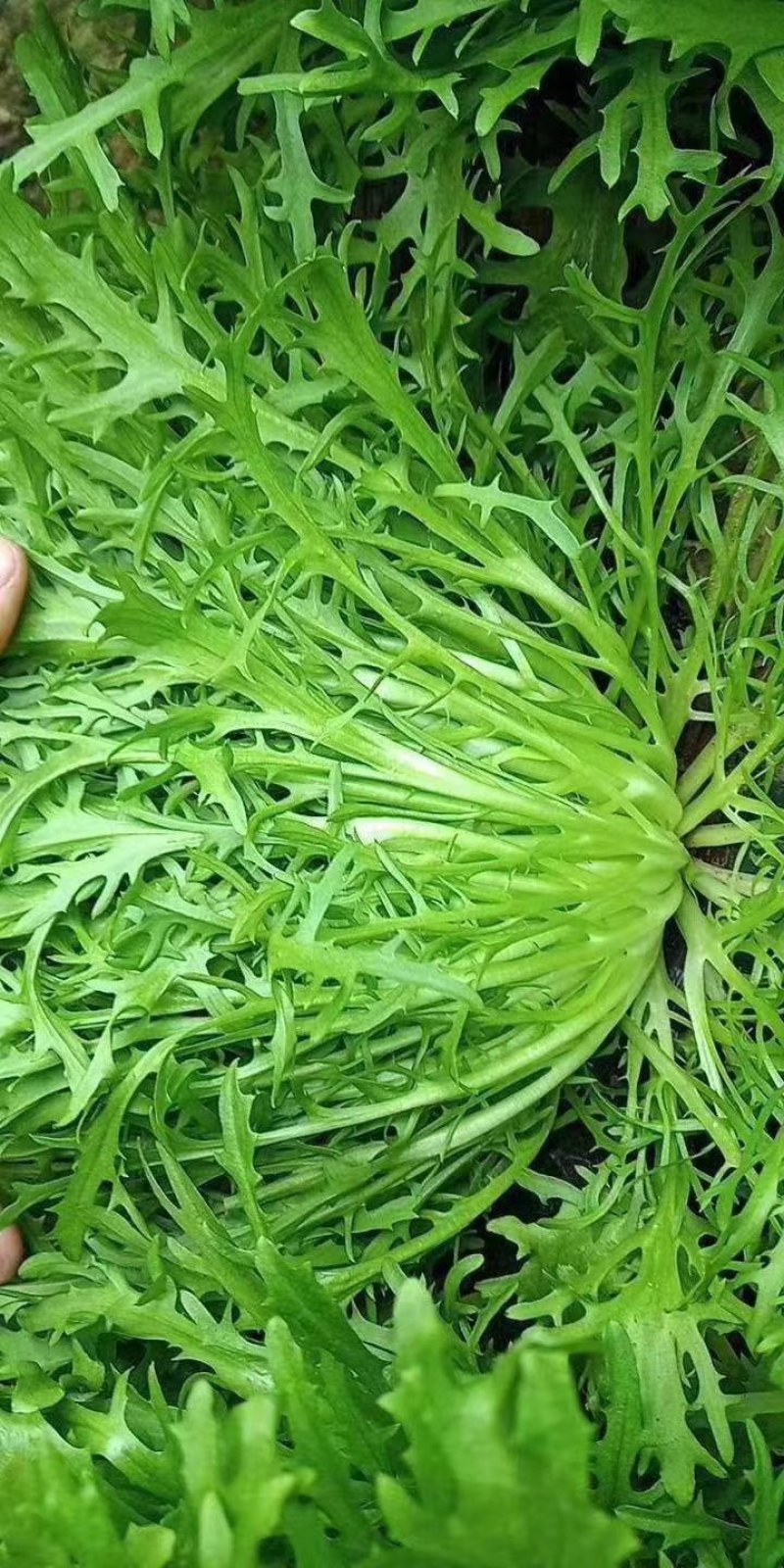 河北永年苦菊大量上市中，可供大型批发市场