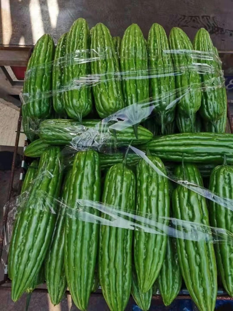 白玉珍珠苦瓜绿珍珠苦瓜油苦瓜已经大量上市