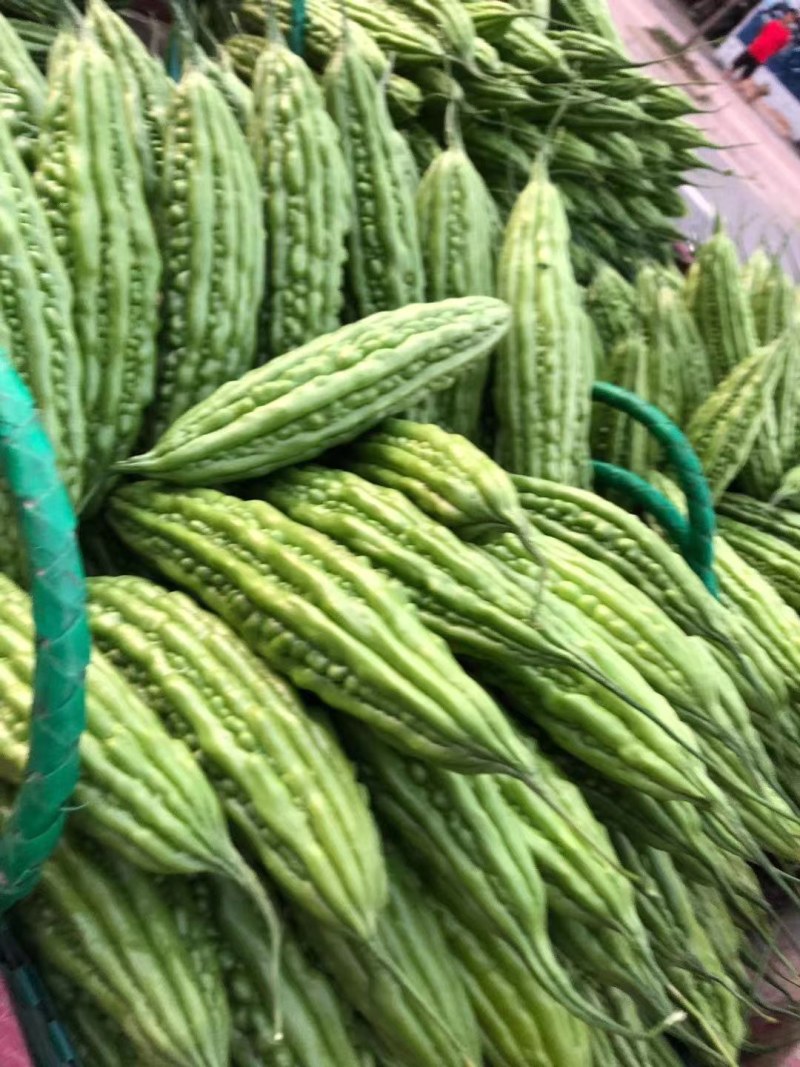 白玉珍珠苦瓜绿珍珠苦瓜油苦瓜已经大量上市