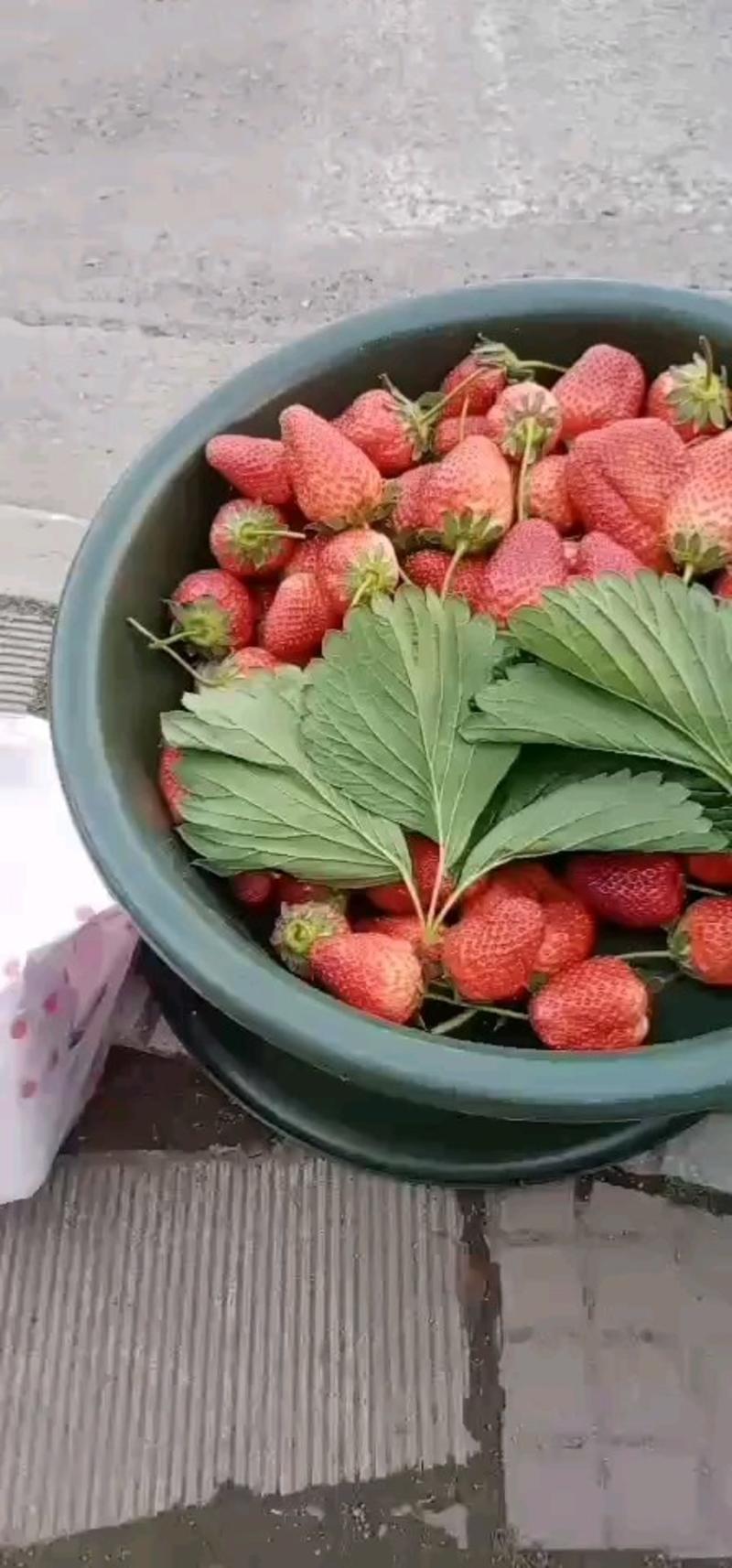 草莓陕南草莓奶油果巧克力果大草莓批发包邮