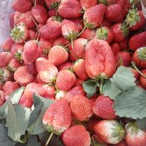 草莓陕南草莓奶油果巧克力果大草莓批发