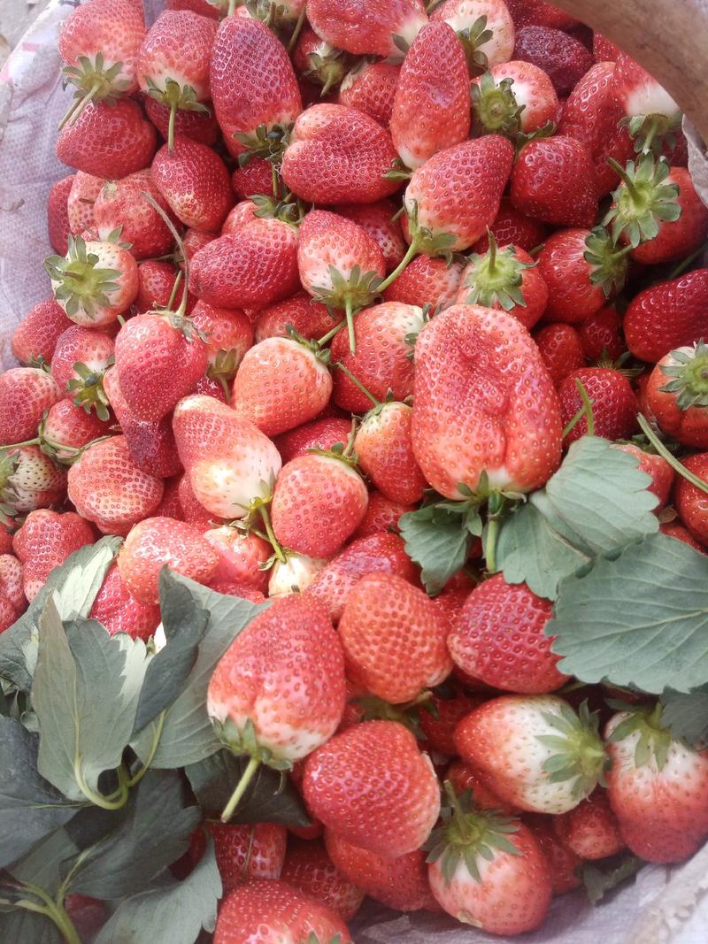 草莓陕南草莓奶油果巧克力果大草莓批发包邮