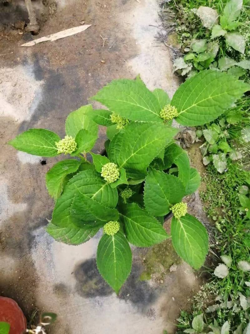 绣球花无尽夏绣球八仙花