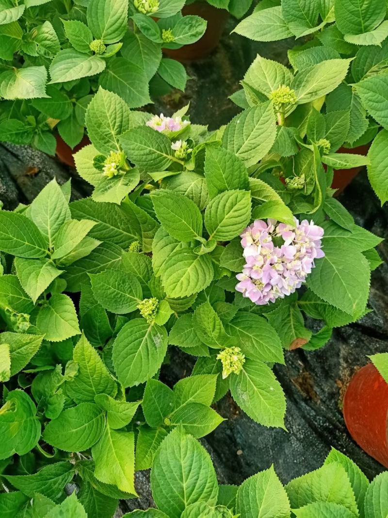 绣球花无尽夏绣球八仙花