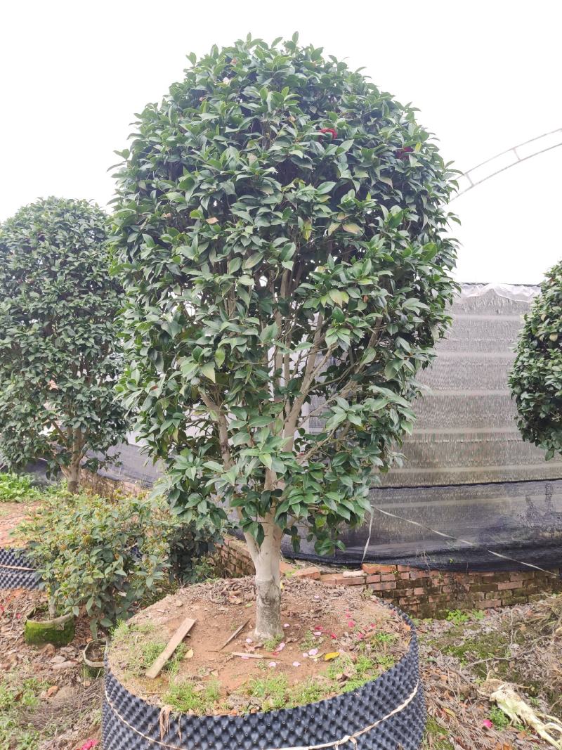 大棵茶花超大棵茶花别墅庭院种植