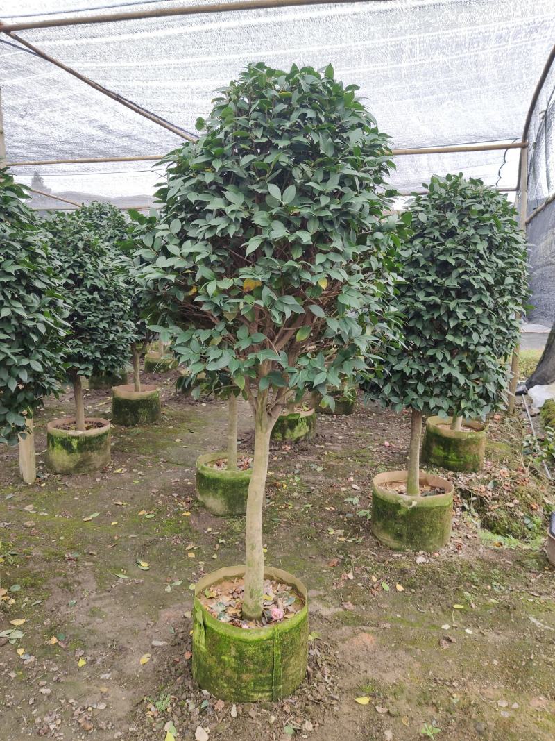 大棵茶花超大棵茶花别墅庭院种植