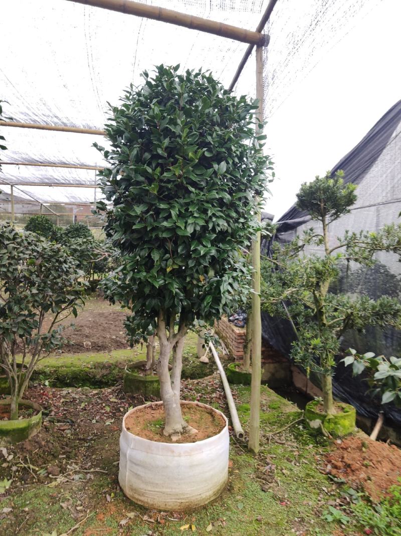 大棵茶花超大棵茶花别墅庭院种植