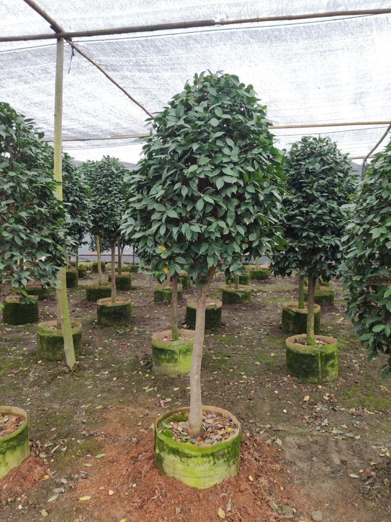 大棵茶花超大棵茶花别墅庭院种植