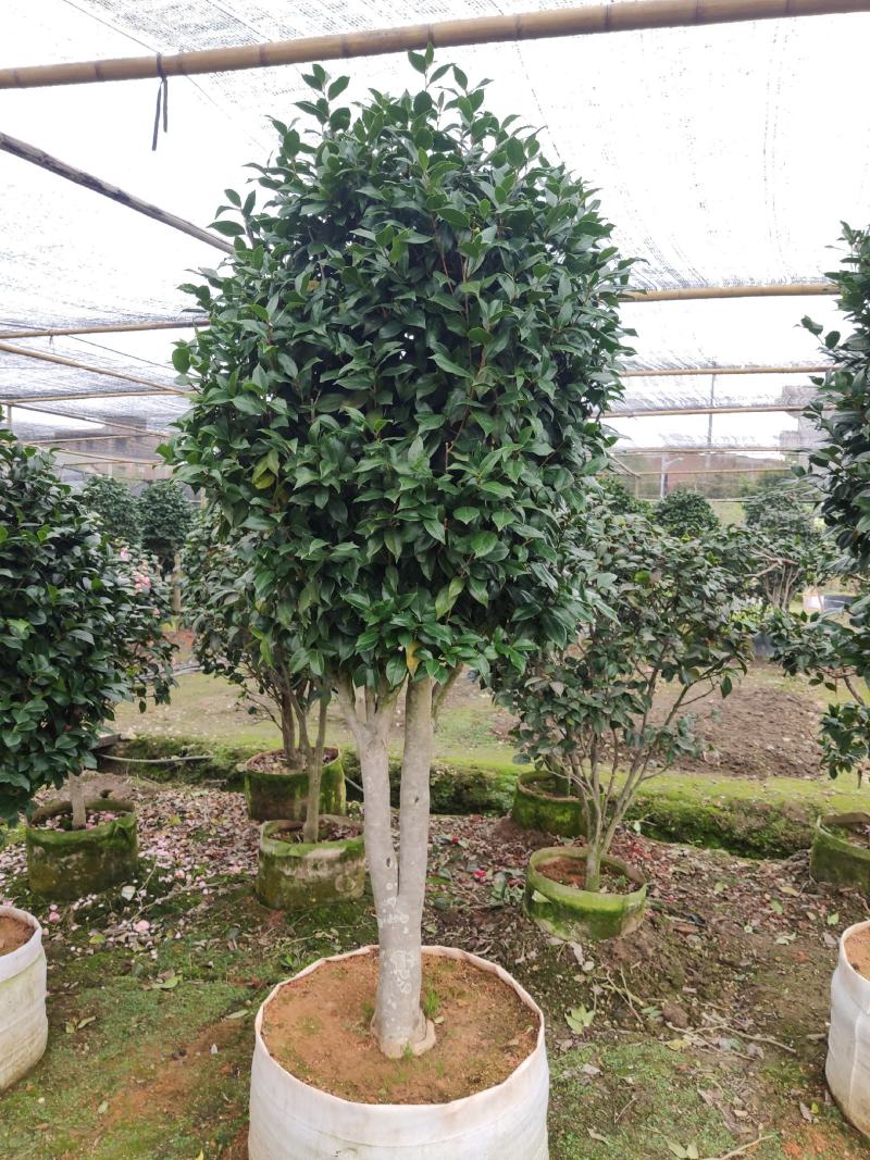 大棵茶花超大棵茶花别墅庭院种植