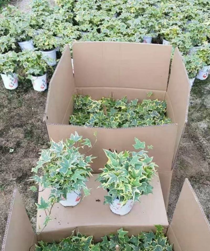 常春藤盆栽室内垂吊兰植物吸甲醛除苯净化空气四季常青长藤蔓