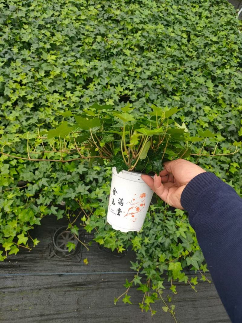 常春藤盆栽室内垂吊兰植物吸甲醛除苯净化空气四季常青长藤蔓