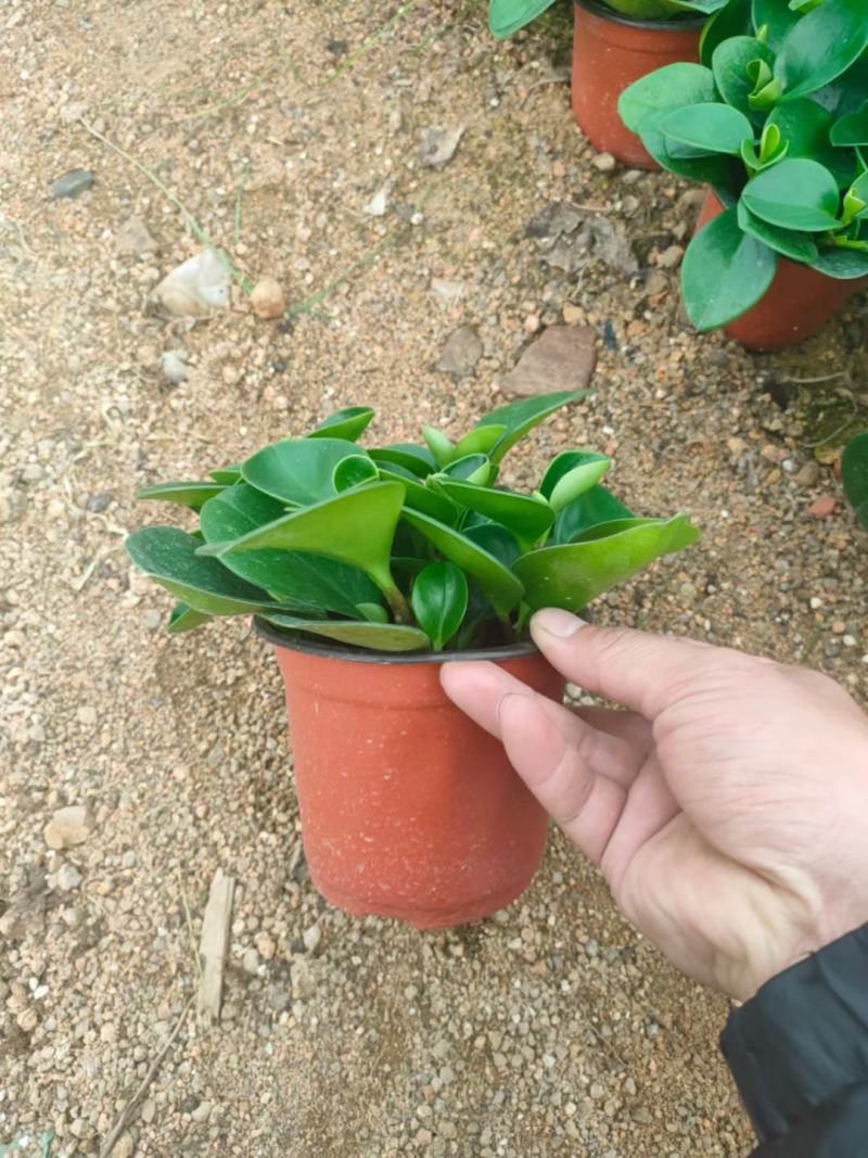 碧玉紫边碧玉豆瓣绿碧玉盆栽
