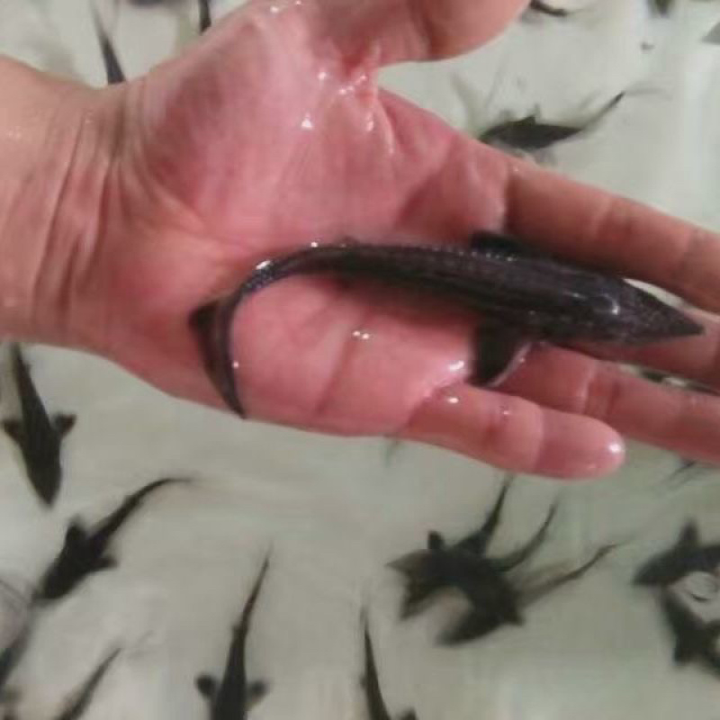 西伯利亚鲟鱼苗龙鱼苗杂交鲟龙鱼苗一手苗基地直发技术指导