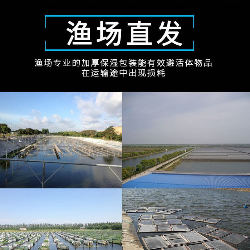 西伯利亚鲟鱼苗龙鱼苗杂交鲟龙鱼苗一手苗基地直发技术指导
