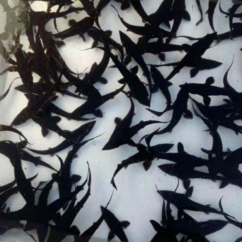 西伯利亚鲟鱼苗龙鱼苗杂交鲟龙鱼苗一手苗基地直发技术指导