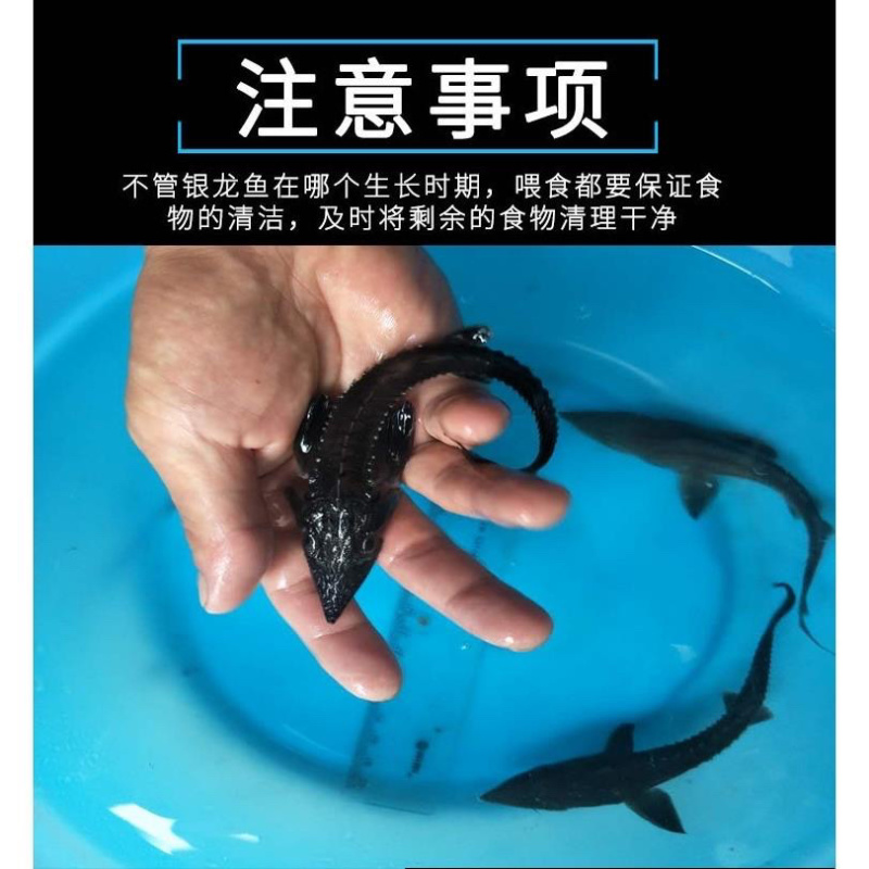 西伯利亚鲟鱼苗龙鱼苗杂交鲟龙鱼苗一手苗基地直发技术指导