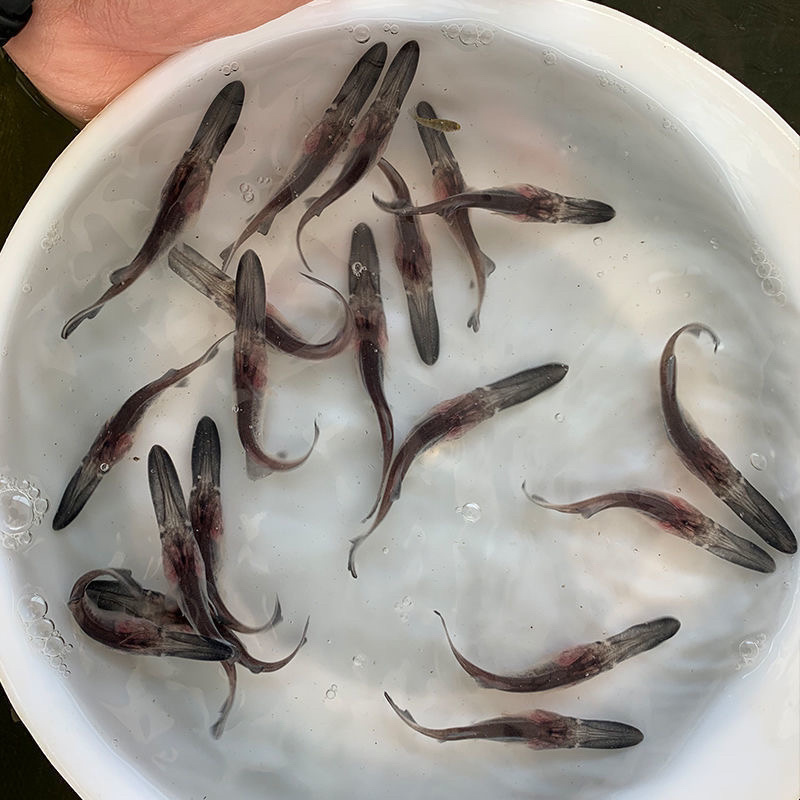 四川鸭嘴鱼匙吻鲟苗鸭嘴兽养殖基地直发生长速度快