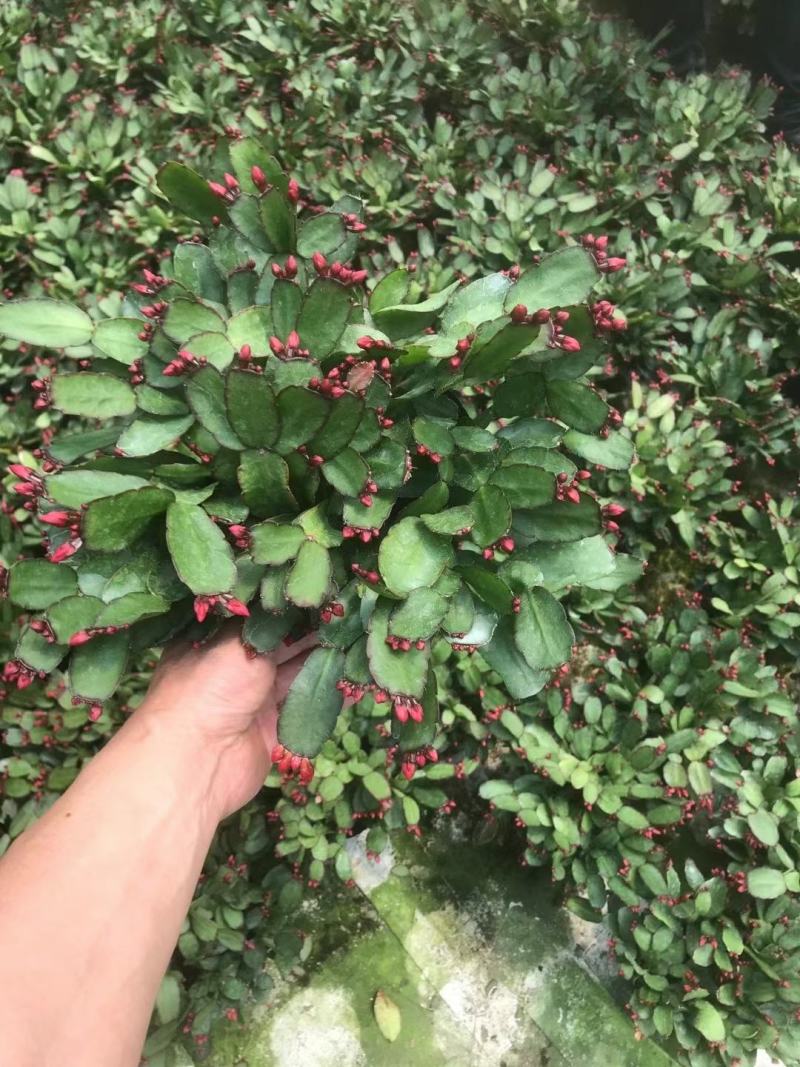 室内盆栽花卉桌面绿植蟹爪兰蟹爪莲花期长基地直发