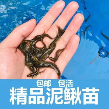 四川泥鳅苗台湾泥鳅苗养殖基地直供量大从优批发