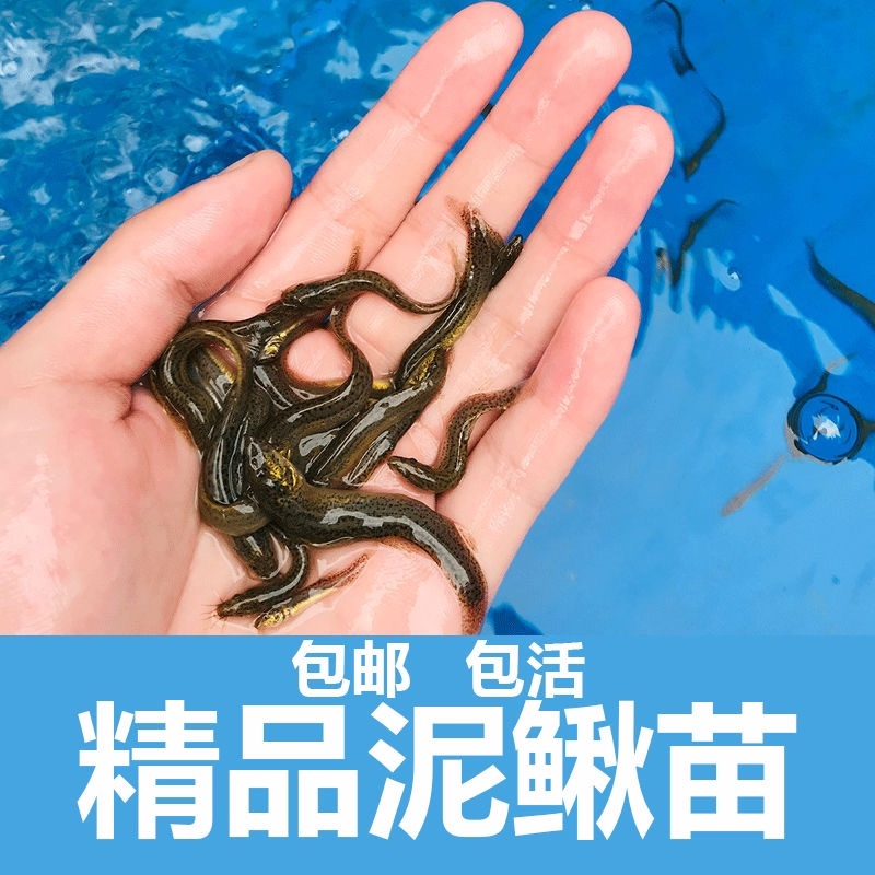 四川泥鳅苗台湾泥鳅苗养殖基地直供量大从优批发