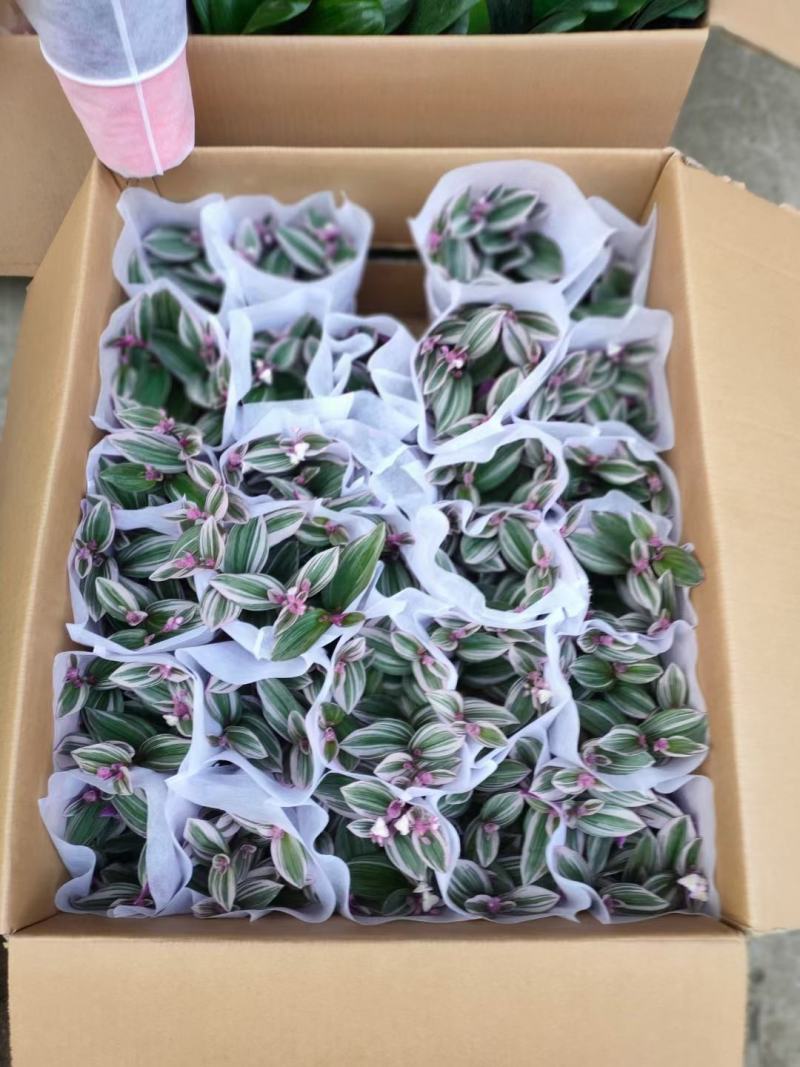 油画婚礼吊兰油画吊兰