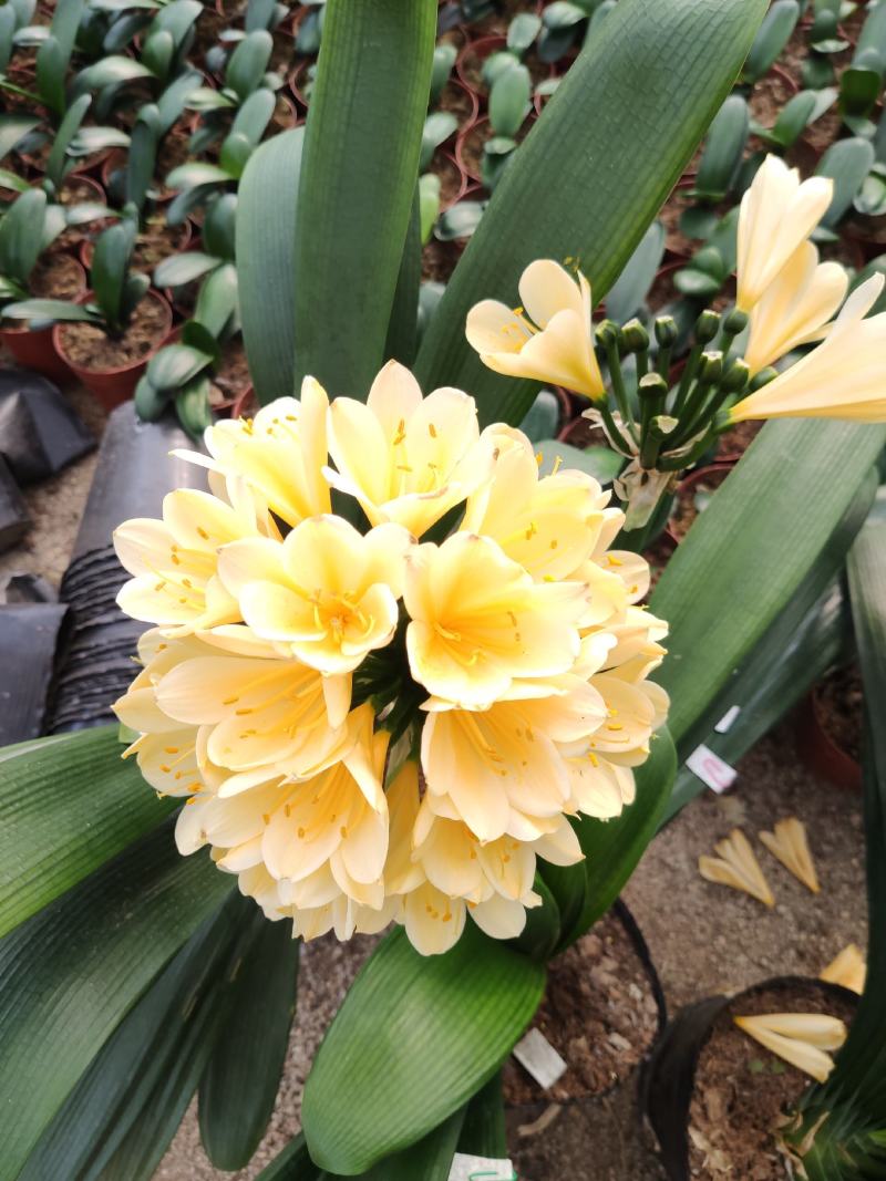 进口黄花君子兰苗带花剑