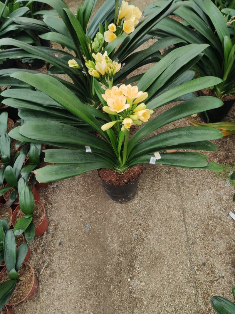 进口黄花君子兰苗带花剑