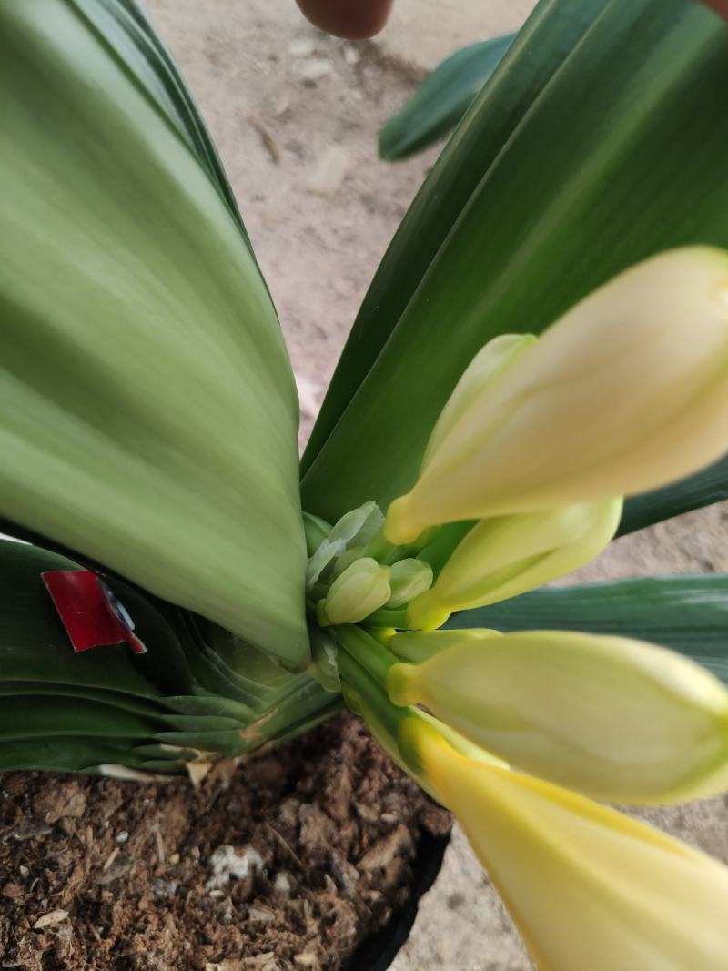 进口黄花君子兰苗带花剑