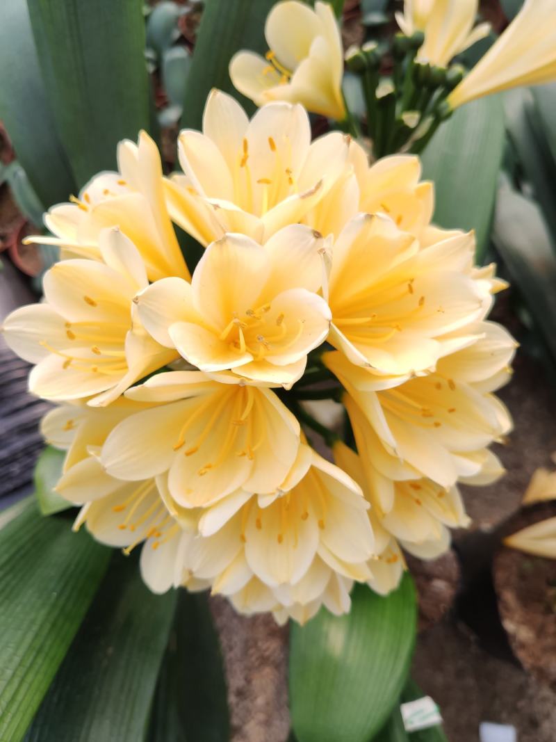 进口黄花君子兰苗带花剑