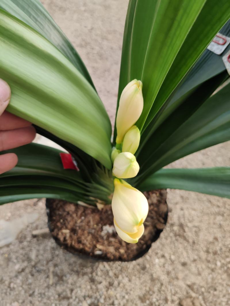 进口黄花君子兰苗带花剑