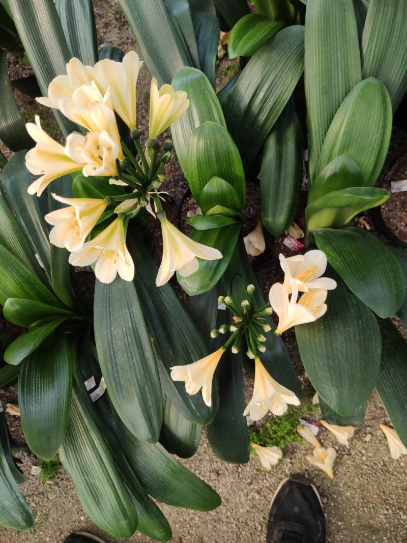 进口黄花君子兰苗带花剑